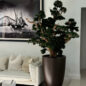Oversized Bonsai in Matte Brown Brannan Planter