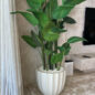 Matte Beige Santa Barbara Planter with Bird of Paradise