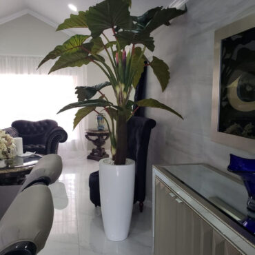 Red Prince Alocasia in Dax L glossy white planter