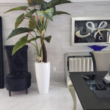 Red Prince Alocasia in Dax L glossy white planter