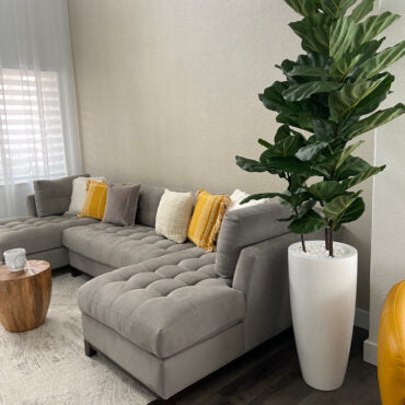 Fiddle Leaf Tree with Dax L Glossy White Fiberglass Planter