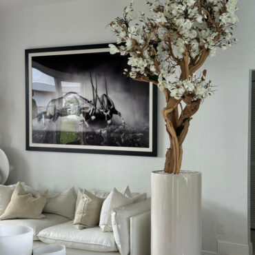 10ft White Magnolia Tree in Glossy Beige St. Tropez Planter