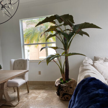 Oversized Teak Bowl with Alocacia Plant