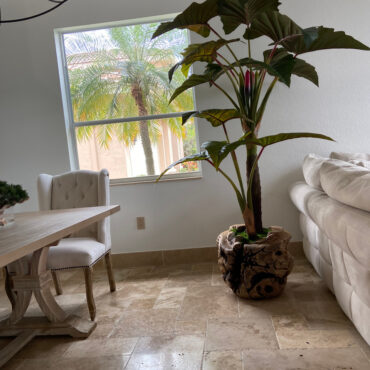 Oversized Teak Bowl with Alocacia Plant
