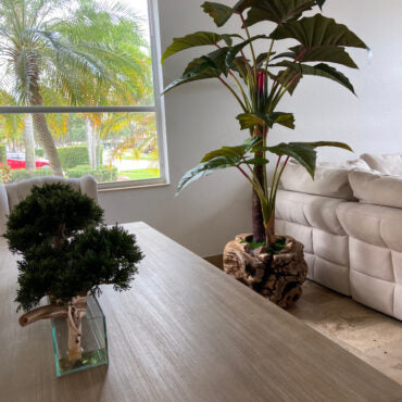 Oversized Teak Bowl with Alocacia Plant