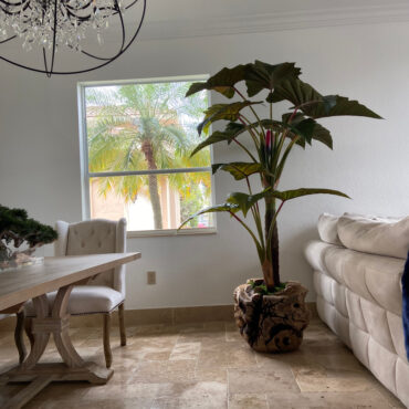 Oversized Teak Bowl with Alocacia Plant