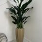 San Jose Fluted Planter in Champagne with Birds of Paradise
