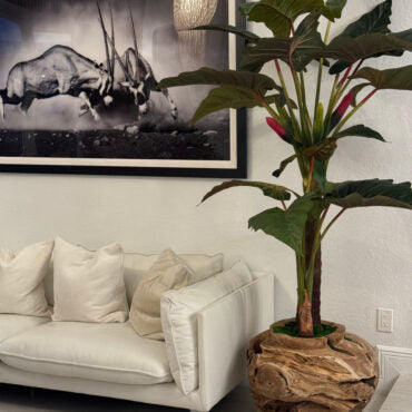 Oversized Teak Bowl with Alocacia Plant