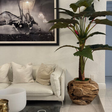 Oversized Teak Bowl with Alocacia Plant
