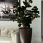 Oversized Bonsai in Matte Brown Brannan Planter