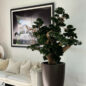 Oversized Bonsai in Matte Brown Brannan Planter