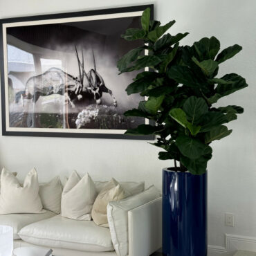 Fiddle Leaf Tree with Glossy Cobalt Blue St. Tropez Planter