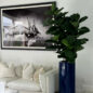 Fiddle Leaf Tree with Glossy Cobalt Blue St. Tropez Planter