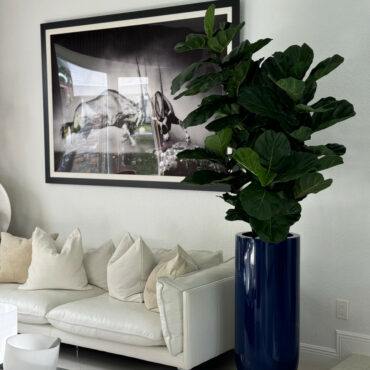 Fiddle Leaf Tree with Glossy Cobalt Blue St. Tropez Planter