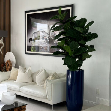 Fiddle Leaf Tree with Glossy Cobalt Blue St. Tropez Planter