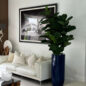 Fiddle Leaf Tree with Glossy Cobalt Blue St. Tropez Planter