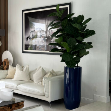 Fiddle Leaf Tree with Glossy Cobalt Blue St. Tropez Planter