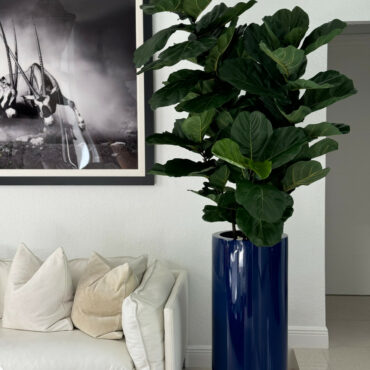 Fiddle Leaf Tree with Glossy Cobalt Blue St. Tropez Planter