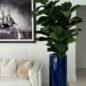 Fiddle Leaf Tree with Glossy Cobalt Blue St. Tropez Planter