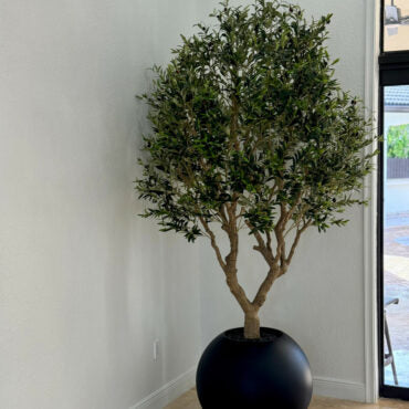 Olive Tree in Matte Black 30″ Globe Planter