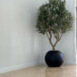 Olive Tree in Matte Black 30″ Globe Planter