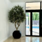 Olive Tree in Matte Black 30″ Globe Planter