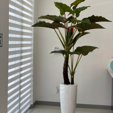 Red Prince Alocasia in Dax L glossy white planter