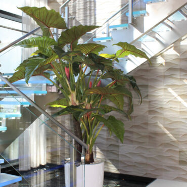 Red Prince Alocasia in Ben XL glossy white planter