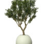 Olive Tree in Matte Beige 30″ Globe Planter