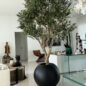 Olive Tree in Matte Black 30″ Globe Planter