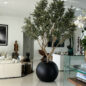 Olive Tree in Matte Black 30″ Globe Planter