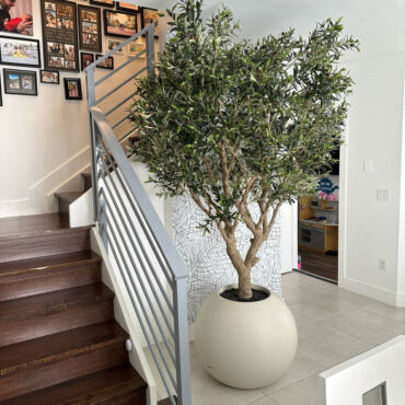 Olive Tree in Matte Beige 30″ Globe Planter