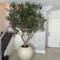 Olive Tree in Matte Beige 30″ Globe Planter