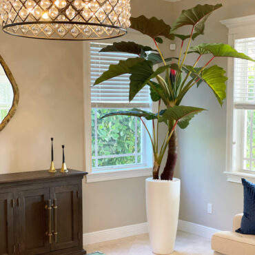 Red Prince Alocasia in Dax L glossy white planter