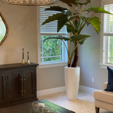 Red Prince Alocasia in Dax L glossy white planter