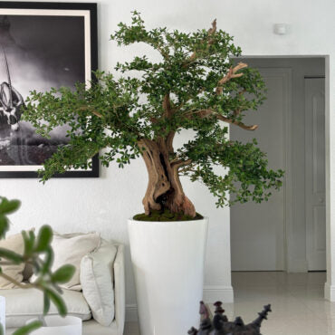Artificial Black Olive Bonsai Tree in Glossy White Belle Planter
