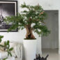 Artificial Black Olive Bonsai Tree in Glossy White Belle Planter
