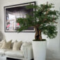 Artificial Black Olive Bonsai Tree in Glossy White Belle Planter
