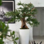Artificial Black Olive Bonsai Tree in Glossy White Belle Planter