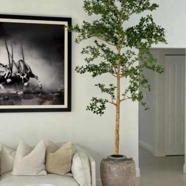 Parthenon Planter with 9′ Shady Lady Tree