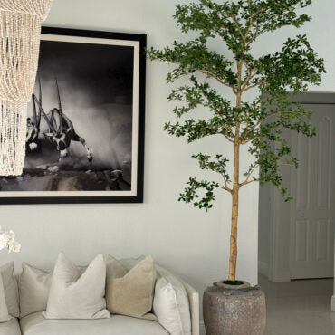 Parthenon Planter with 9′ Shady Lady Tree