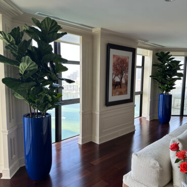 Fiddle Leaf Tree with Glossy Cobalt Blue St. Tropez Planter