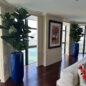 Fiddle Leaf Tree with Glossy Cobalt Blue St. Tropez Planter