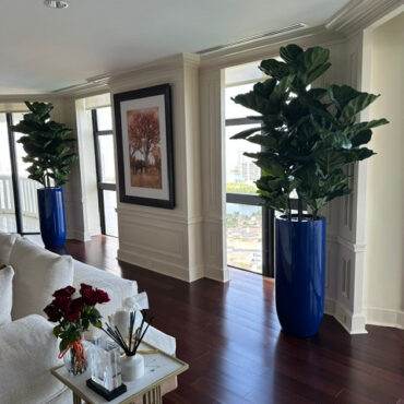 Fiddle Leaf Tree with Glossy Cobalt Blue St. Tropez Planter