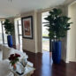 Fiddle Leaf Tree with Glossy Cobalt Blue St. Tropez Planter