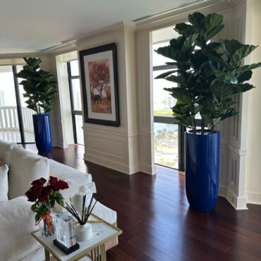 Fiddle Leaf Tree with Glossy Cobalt Blue St. Tropez Planter