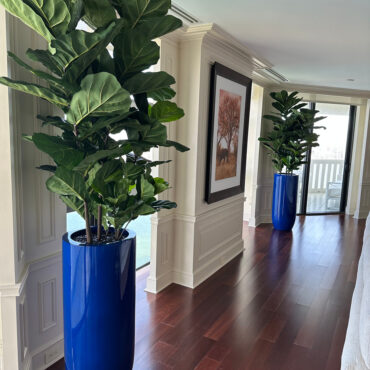 Fiddle Leaf Tree with Glossy Cobalt Blue St. Tropez Planter