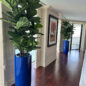 Fiddle Leaf Tree with Glossy Cobalt Blue St. Tropez Planter