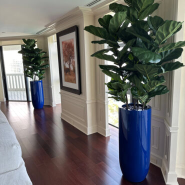 Fiddle Leaf Tree with Glossy Cobalt Blue St. Tropez Planter